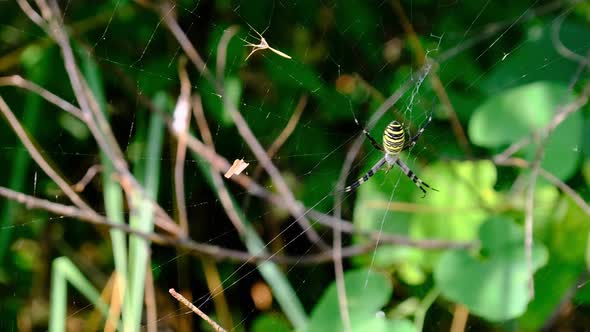 Large Spider Closeup on a Web Against a Background of Green Nature in Forest