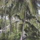 Palmtree beach - VideoHive Item for Sale