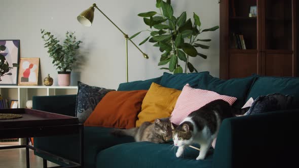 Cats Lying on Sofa in Living Room