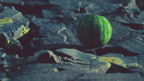 Watermelon Fruit Berry on Rocky Stones