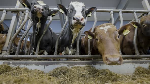 Cattle in indoor holding pen standing over feeding trough; low angle