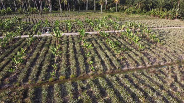 Pineapple and banana tree plantation