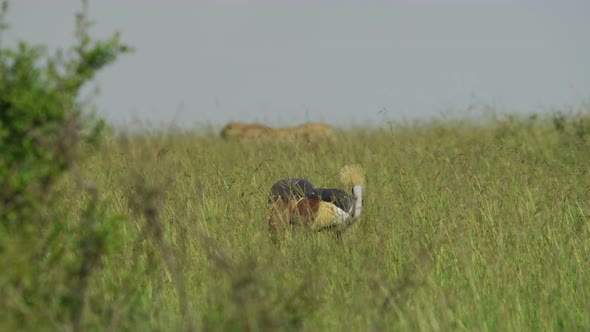 Grey crowned cranes