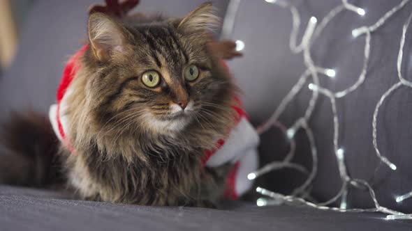 Close Up Portrait of a Tabby Fluffy Cat Dressed As Santa Claus Lies on a Background of Christmas