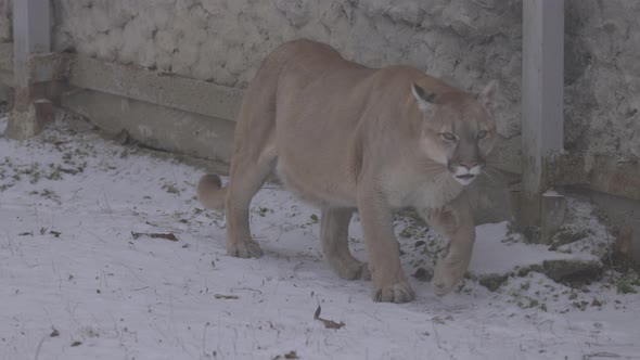 Puma in the Woods Mountain Lion Single Cat on Snow