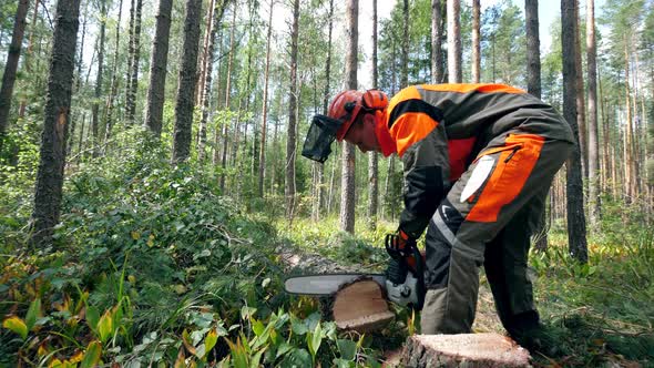 Woodman Is Sawing a Felled Pine Tree. Deforestation, Forest Cutting Concept