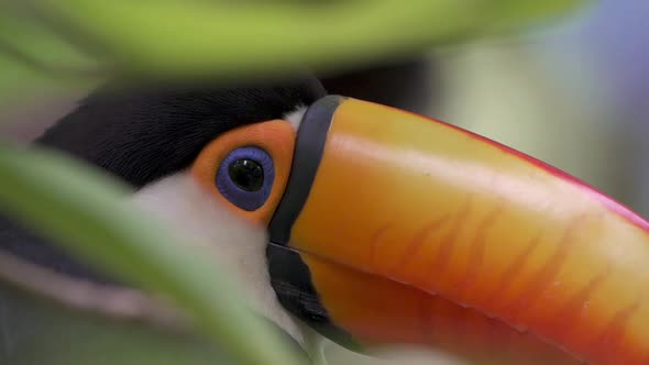 Extreme close up shot of a Toco Toucan hiding by green jungle leaves