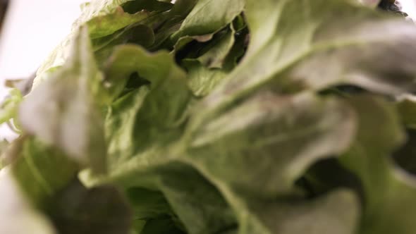 Green oak and red oak fresh lettuce planted in the Hydroponics style is beautifully placed and slowl