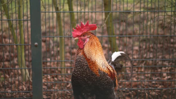 A close up of a cockerel in a cage