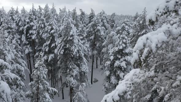 Aerial View of Winter Forest Covered in Snow. Drone Photography - Panoramic Image