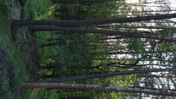 Vertical Video of a Beautiful Green Pine Forest on a Summer Day Slow Motion