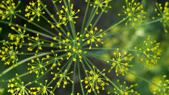 Inflorescence of Dill Closeup