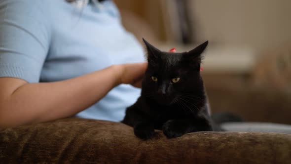 Woman Stroking a Cat Lying on the Couch