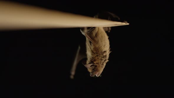 A brown bat isolated on black background