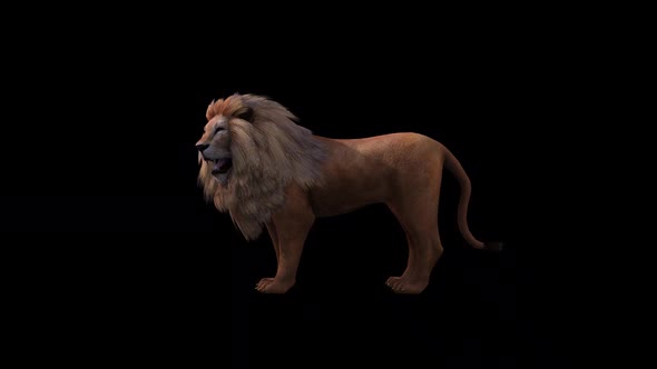 Lion İdle Side View alt