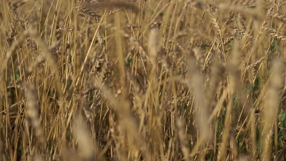 Wheat Field on an Agricultural Farm