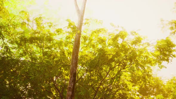 Beautiful Green Forest Glade in a Light of Sun