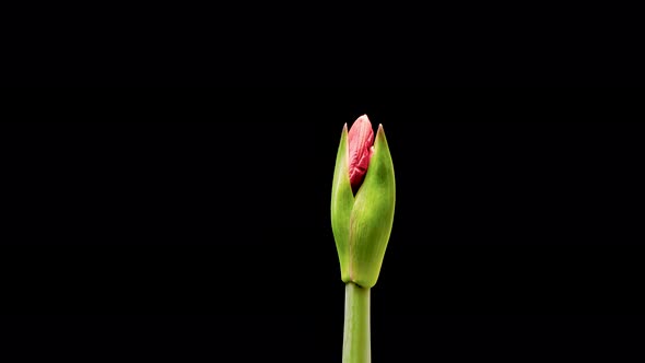 Time Lapse of Blooming Red Amaryllis Flower
