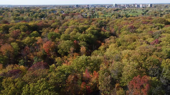 Slow dolly over forest in fall colors. Aerial