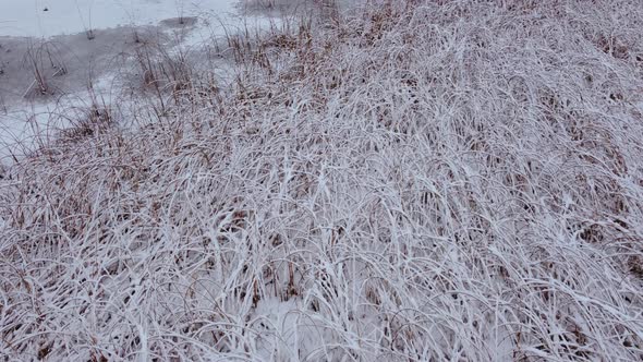 Dry grass on frozen pond with snow