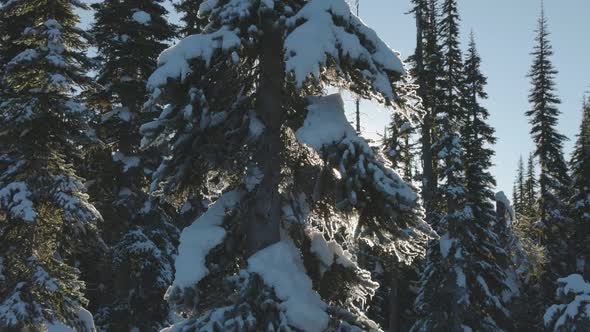 Beautiful Snow Covered Landscape in Canadian Mountain Nature