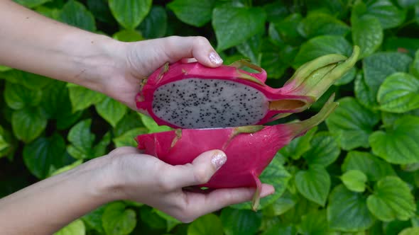 Women Hands Open the Tropical Organic Dragon Fruit on Bright Green Background