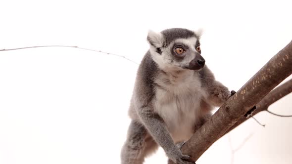 Lemur hanging in a tree on white background