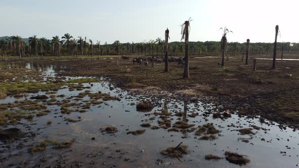 Group of buffaloes near the water swamp