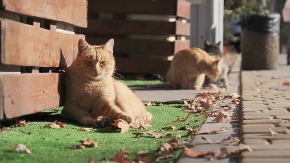 Lot of Stray Cats are Sitting Together in a Public Park in Nature Slow Motion