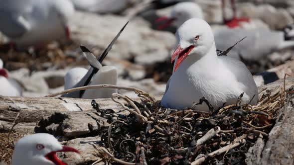 A seagull rest at the nest with background of seagull colonel