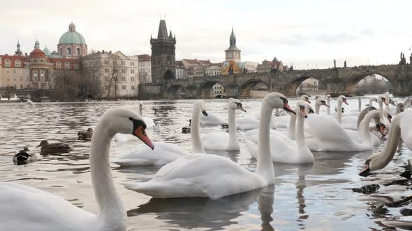 White Cygnus on water in Czech Republic city of Prague close-up 3840X2160 UHD footage - White swans 