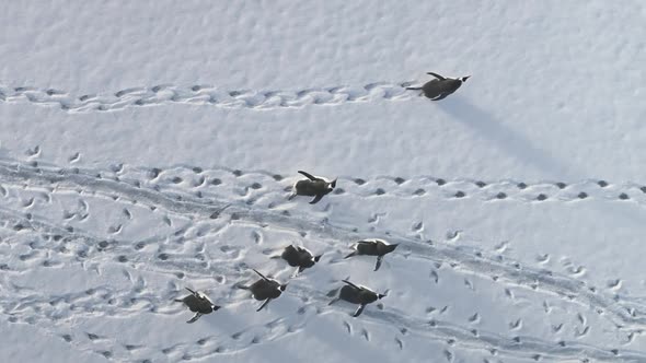 Gentoo Penguin Group Snow Covered Land Aerial View