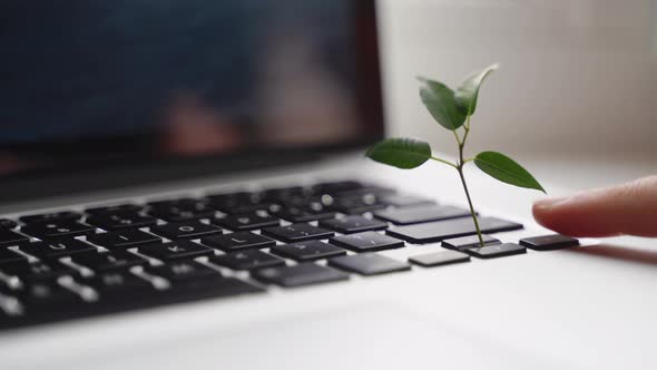 Laptop Keyboard with Plant Growing on It