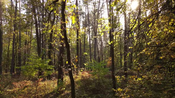 Trees in the Forest on an Autumn Day