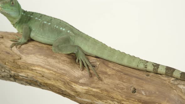 Basilisk basking on a branch - green lizard on white background