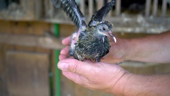 Mans Hands Hold Young Squab Pigeon Before Fly Out of the Nest