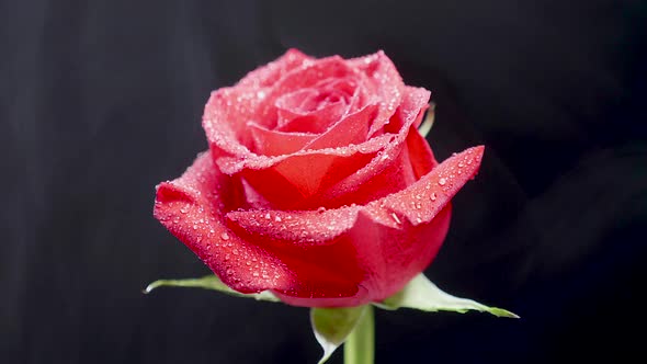 Small White Clouds of Smoke Moving Over a Red Rose with Crystal Clear Water Drops on Its Petals