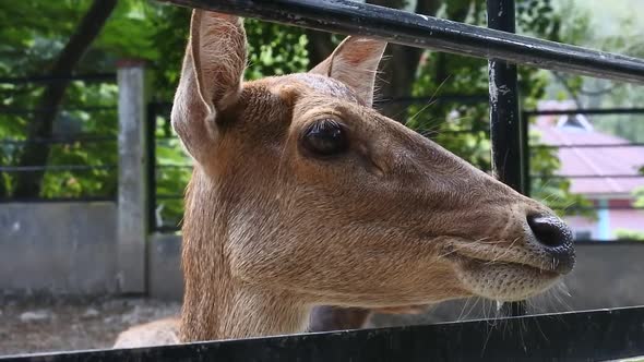 deers in the zoo in Sawahlunto, West Sumatra. animals at zoo. deer behavior stock videos.