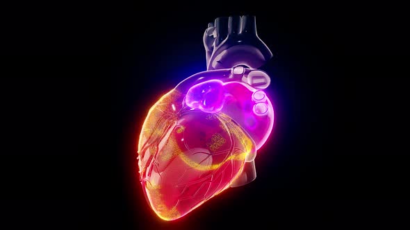Human Hearth Parts With Vj Colors 4k alt