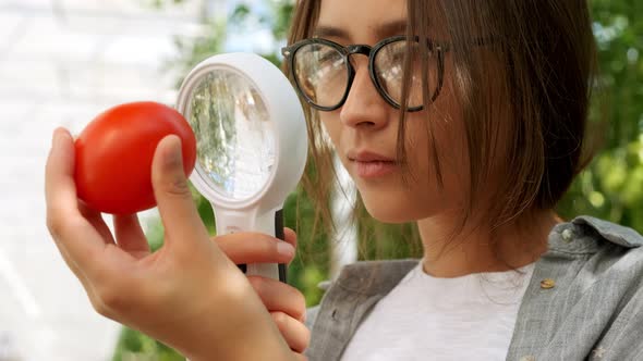 Female Farmer Woman Checking and Inspecting Quality of Plants of Organic Tomatoes in Garden Field