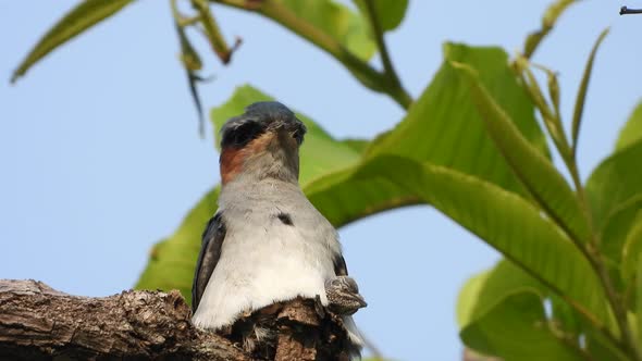 Grey-rumped treeswift  bird with chick .