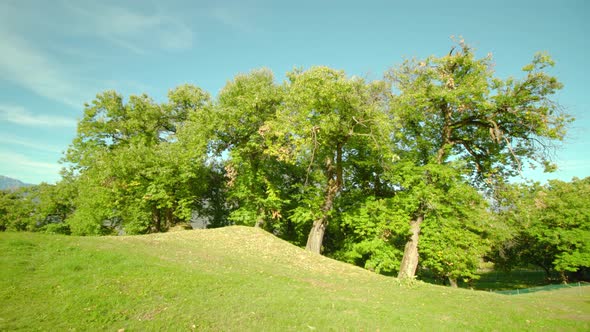 Old Green Trees with Broad Crowns Grow on Hill Slope in Park