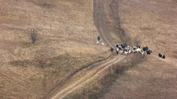 Herd of Cows Walking on Meadow in Autumn