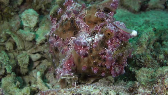 Green warty frogfish walking over a coral reef.