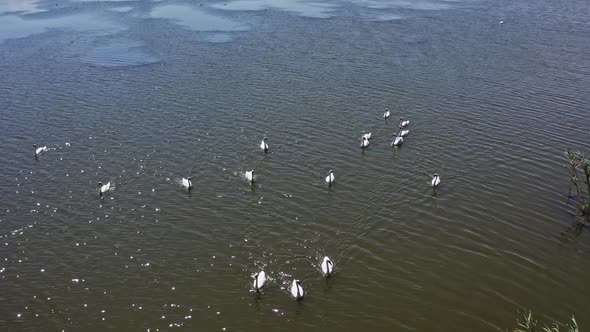 Beautiful swans in river. Flock of swans having swim together on river