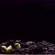 Mung beans germination on black background - VideoHive Item for Sale