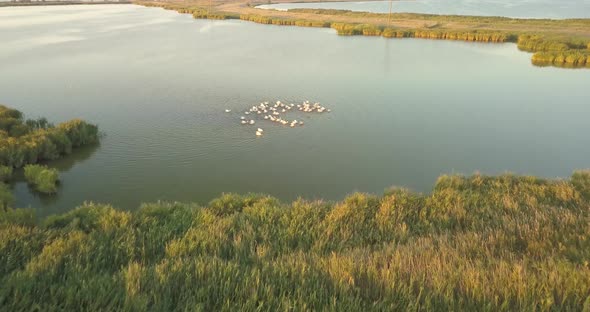 Breeding Grounds of Pelicans in Tuzly Estuary National Nature Park Near By Black Sea Coast, Ukraine