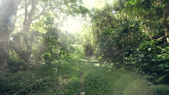 Sunlight Reaching Through Forest Reflecting on Green Healthy Trees