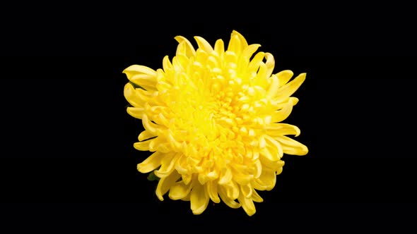 Beautiful Yellow Chrysanthemum Flower Opening