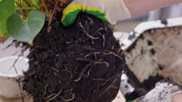 Plant Roots in the Ground